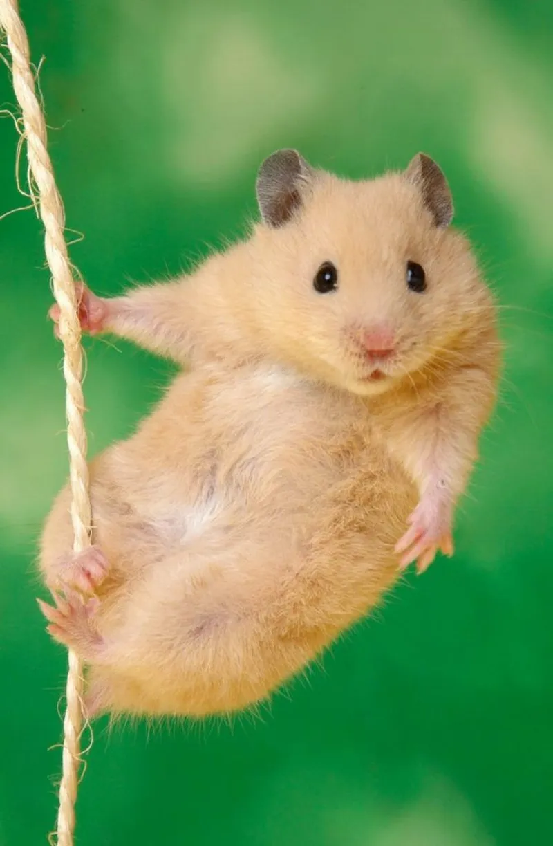Meme hamster khiến bạn không thể nhịn cười với những tình huống thú vị.