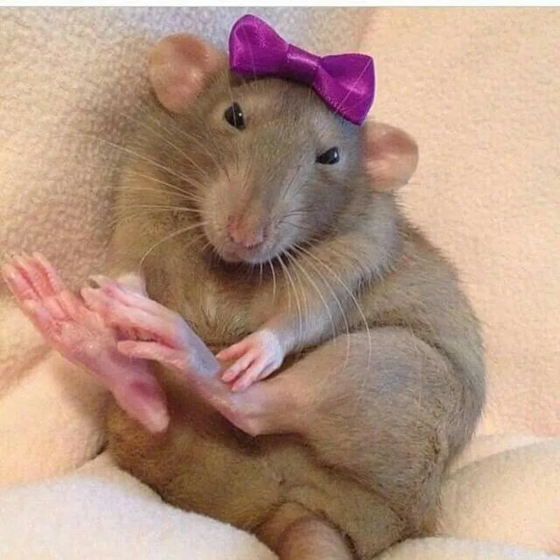 Meme con chuột với đôi mắt to tròn dễ thương tạo nên những khoảnh khắc thú vị.