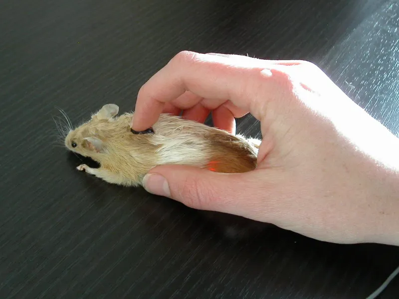 Meme chuột hamster hài hước mang đến tiếng cười sảng khoái, cực kỳ dễ thương.