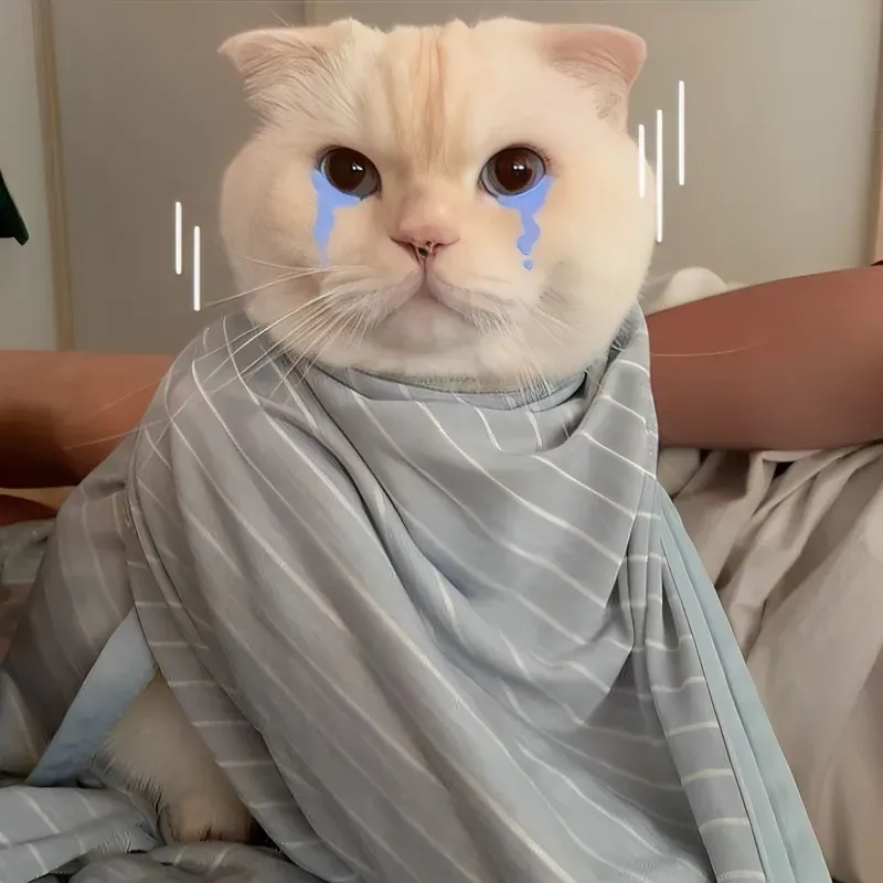 Meme mèo khóc đầy cảm xúc, tạo nên sự pha trộn thú vị giữa buồn và vui.