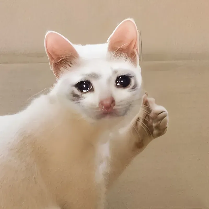 Cảm xúc của mèo được thể hiện qua meme khóc siêu dễ thương, bạn sẽ không thể rời mắt!