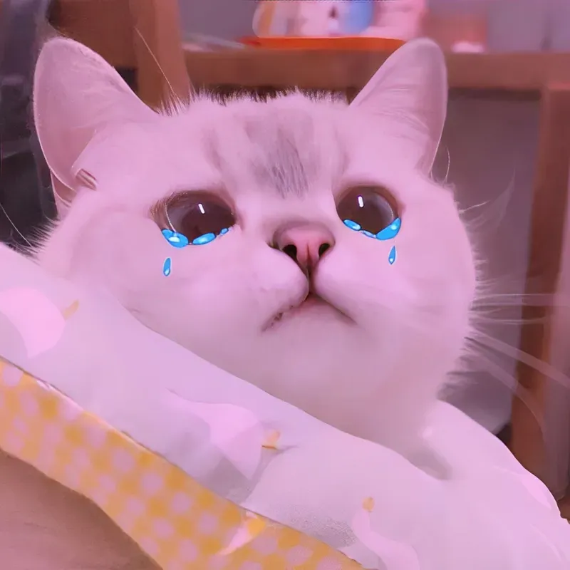Meme mèo khóc – sự kết hợp hoàn hảo giữa nỗi buồn và dễ thương.
