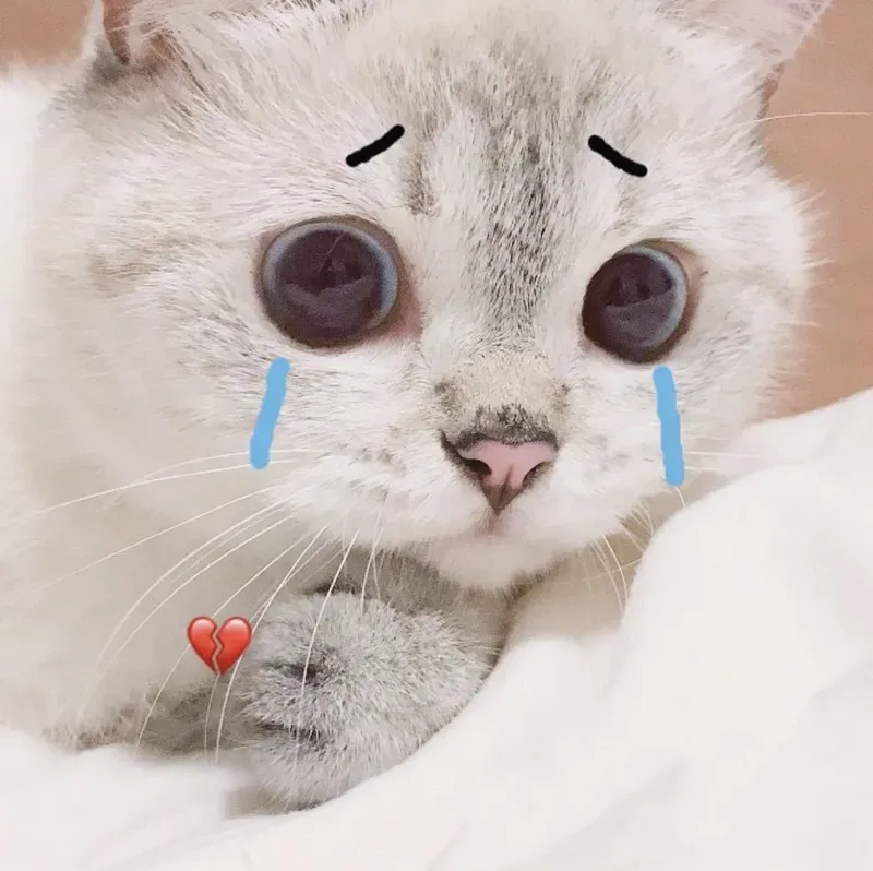 Mèo khóc nhưng lại cực kỳ dễ thương! Khám phá meme mèo khóc ngay hôm nay.