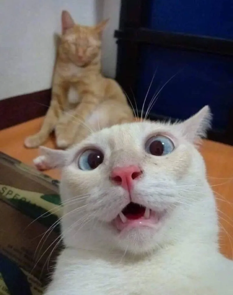 Meme mèo há mồm cười cute luôn là món ăn tinh thần thú vị, khiến người xem cảm thấy yêu thích ngay từ cái nhìn đầu tiên.