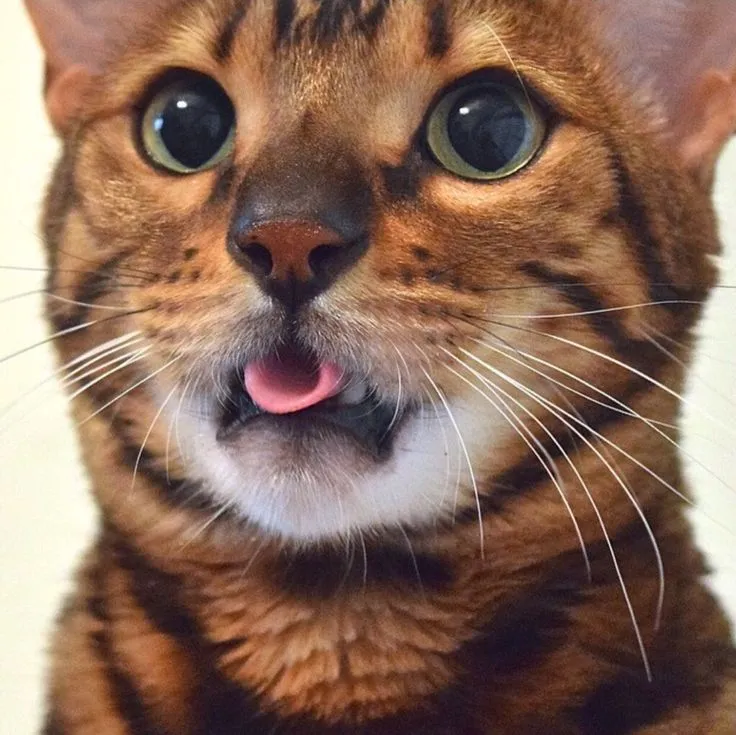 Meme mèo cute cười với những khoảnh khắc vui nhộn mang lại tiếng cười sảng khoái cho người xem.