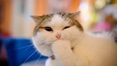 Meme hài cute với độ dễ thương vượt trội khiến ai cũng phải mỉm cười