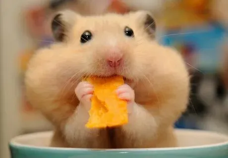 Ảnh meme cute và hài hước là công cụ hoàn hảo để tăng tương tác