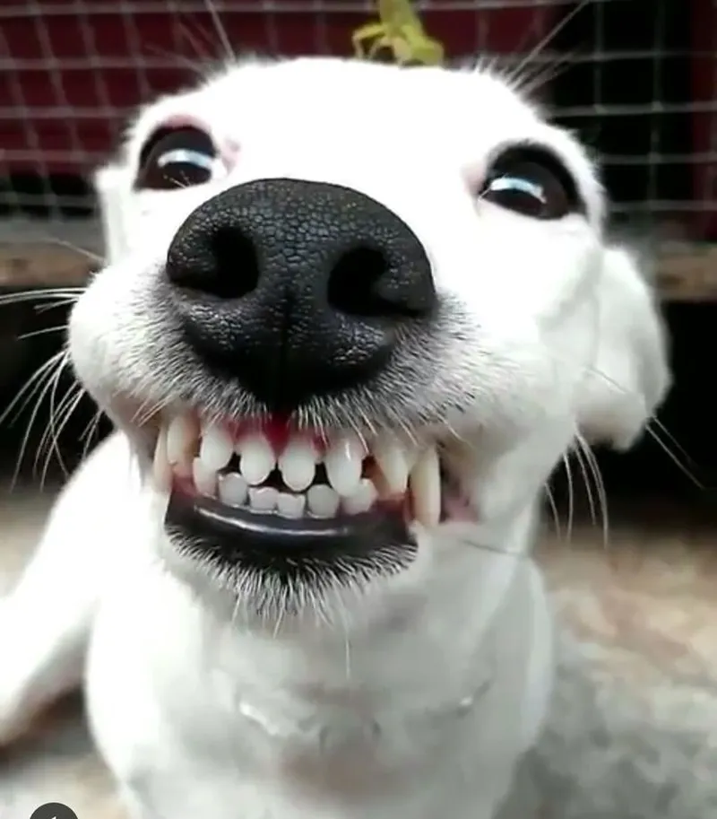 Chó và mèo đối đầu trong meme luôn mang đến tiếng cười.