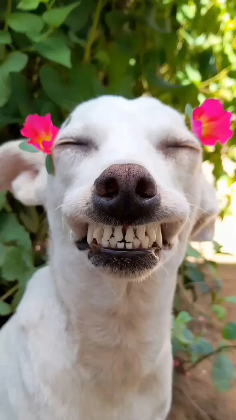 Những chú chó buồn trong meme khiến trái tim bạn tan chảy.