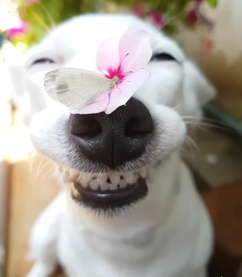Chú chó với ánh mắt ngờ vực tạo ra tình huống cực kỳ thú vị.