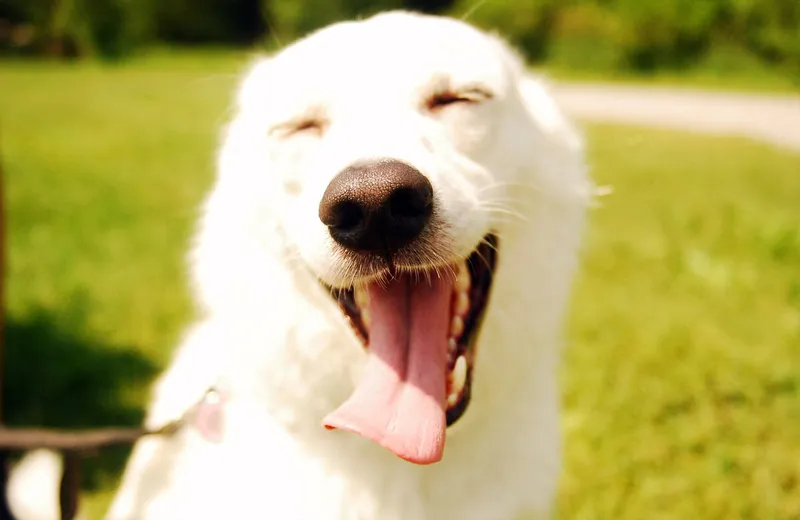 Dog meme png là sự lựa chọn hoàn hảo cho mọi bài đăng.