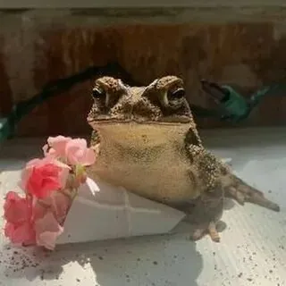 Hình ảnh mèo cute meme tặng hoa là lựa chọn tuyệt vời để thể hiện cảm xúc