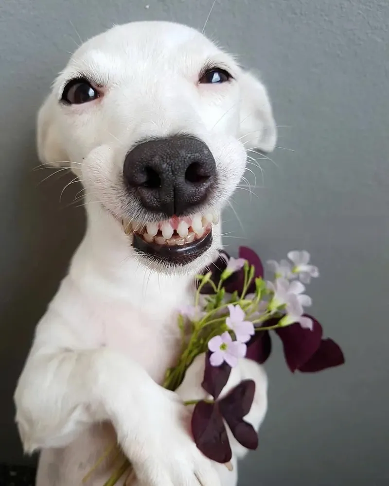 Không chỉ là meme, Doge coin meme còn là sự kết hợp hoàn hảo giữa hài hước và đầu tư.