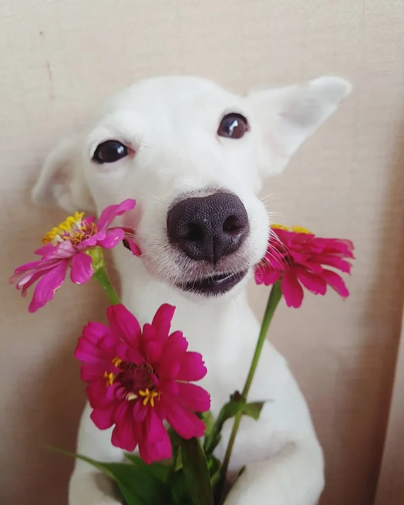 Khám phá ảnh meme doge cùng những khoảnh khắc đáng yêu khiến mọi người mê mẩn.