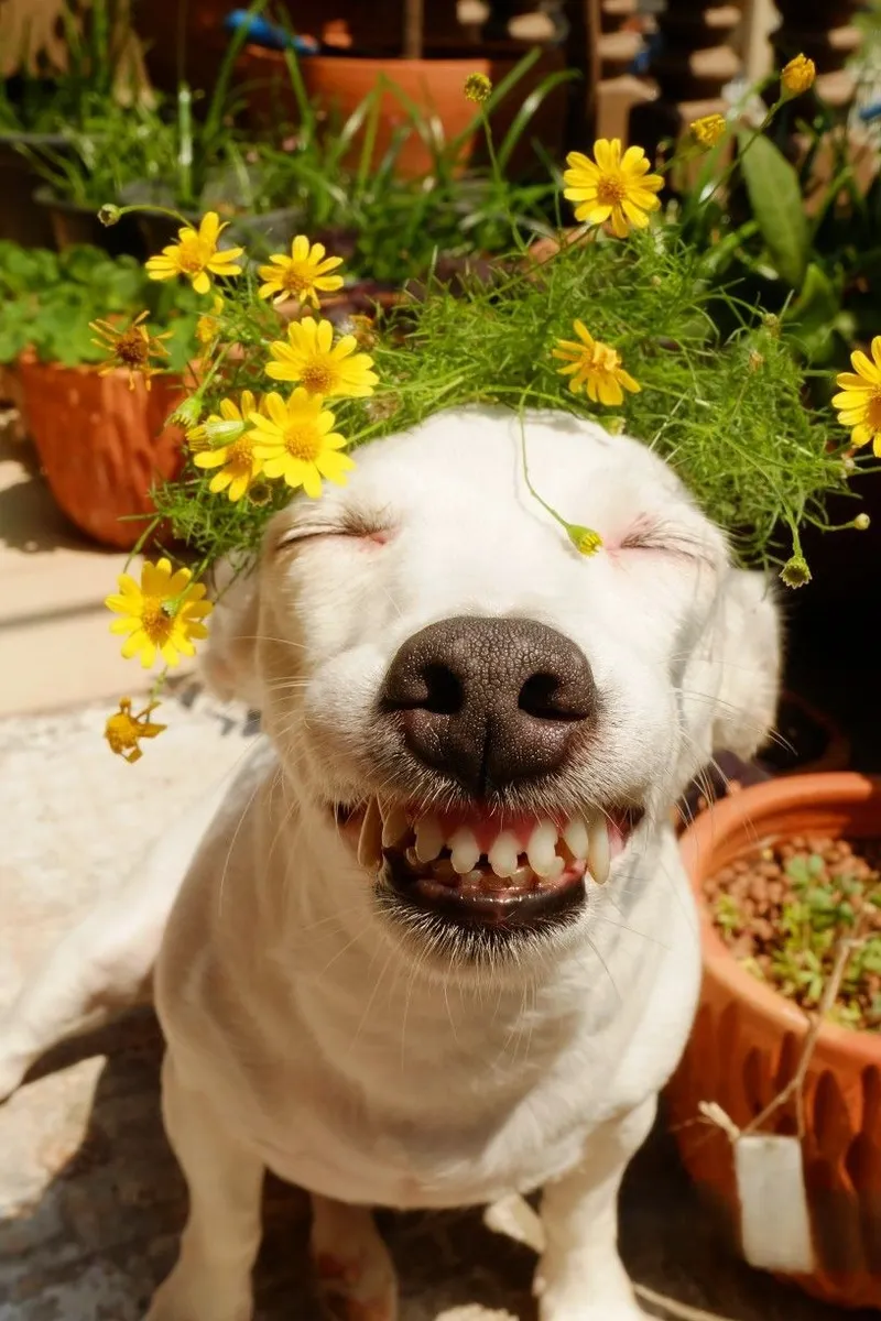 Hài hước và bất ngờ, meme doge cầm súng là lựa chọn hoàn hảo để 