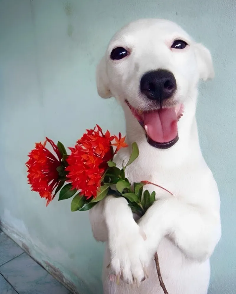 Dogecoin meme không chỉ giải trí mà còn là 