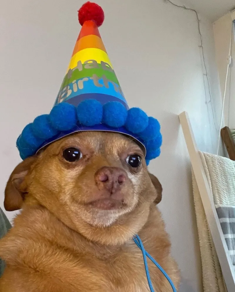Doggy meme với những hành động dễ thương luôn làm xiêu lòng người xem.