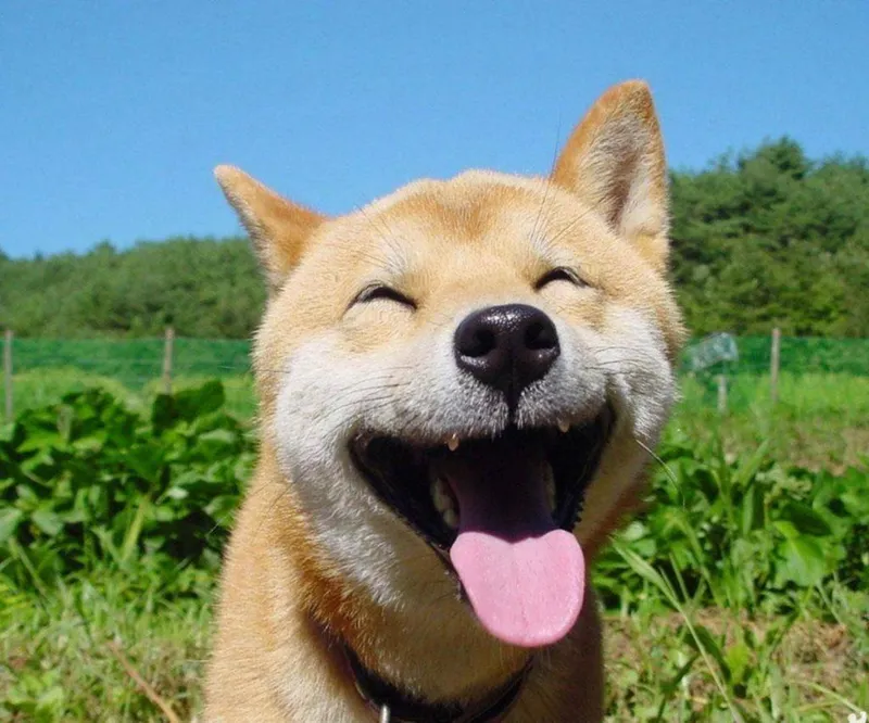Âm thanh meme cười khiến bạn không thể ngừng cười.