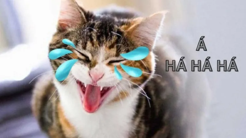 Cười lăn lộn cùng meme này, không thể ngừng lại!