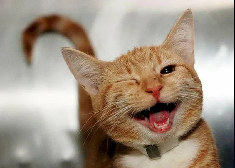 Meme vui nhưng cũng có chút buồn, khiến bạn suy ngẫm.