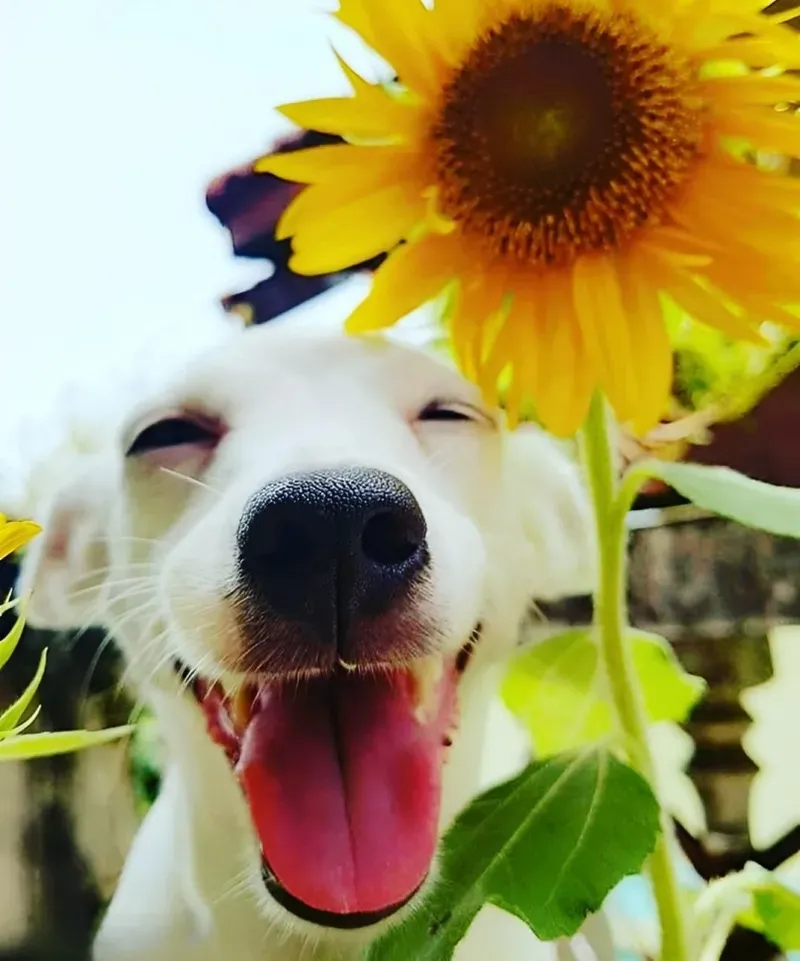 Avatar dog meme - hình đại diện hài hước, phù hợp để thể hiện cá tính độc đáo.