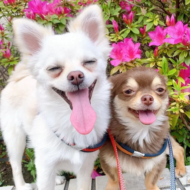 Meme dog cheems - hai chú chó hài hước trong loạt meme gây bão mạng xã hội.