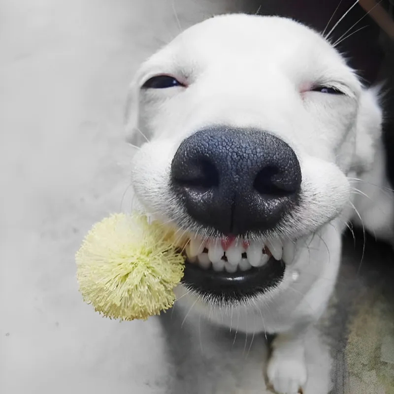 Meme Snoop Dogg tạo nên sự kết hợp hài hước với phong cách rap.