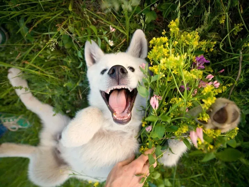 Dog cat meme - sự kết hợp hoàn hảo giữa 