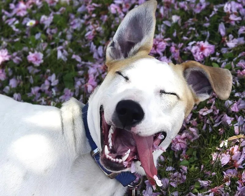 Meme dog sad chạm đến trái tim người xem bằng biểu cảm buồn nhưng cực kỳ đáng yêu.