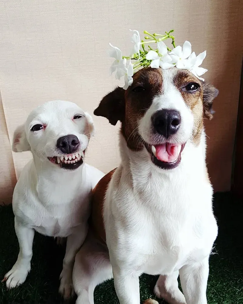 Side eye dog meme - ánh mắt nghiêng hài hước đầy biểu cảm từ các chú chó.
