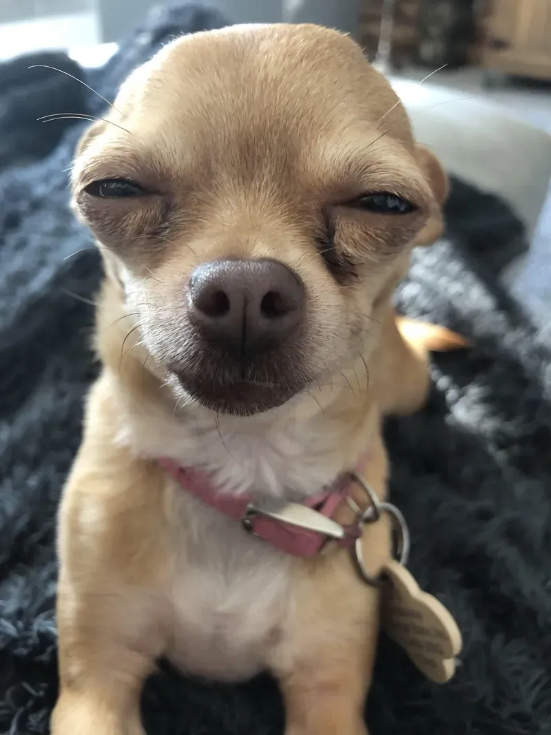 Meme dog cute với biểu cảm dễ thương, khiến ai cũng yêu ngay từ cái nhìn đầu tiên.
