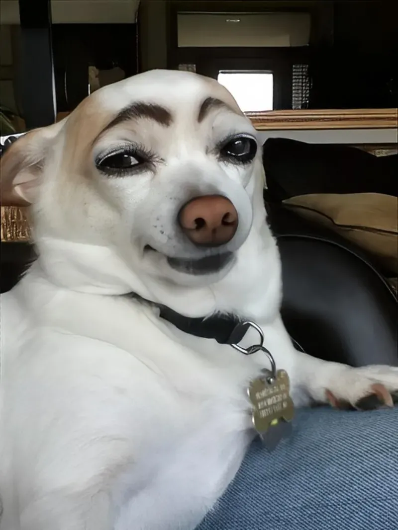 Doggo go - meme ghép 3 ô, kể câu chuyện hài hước qua từng khung hình.