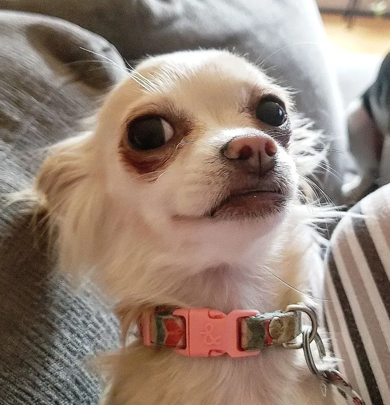 Sus dog meme - biểu cảm nghi ngờ hài hước của chú chó đang làm 