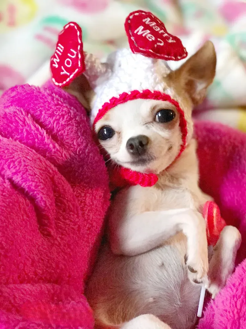 Smiling dog meme luôn mang đến sự tích cực và niềm vui cho mọi người.