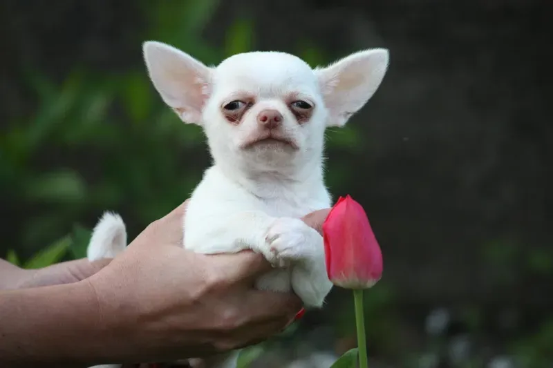 Dog laugh meme - biểu cảm cười khoái chí khiến ai cũng không thể nhịn được cười.