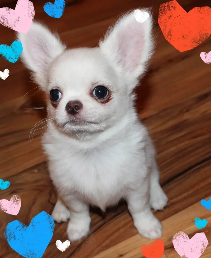 Dog power meme sea - meme độc đáo, đầy sức mạnh từ đại dương.