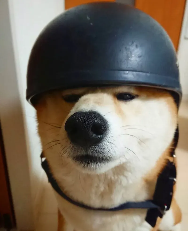 Meme tụt quần xin lỗi, đầy hàm ý và sáng tạo.