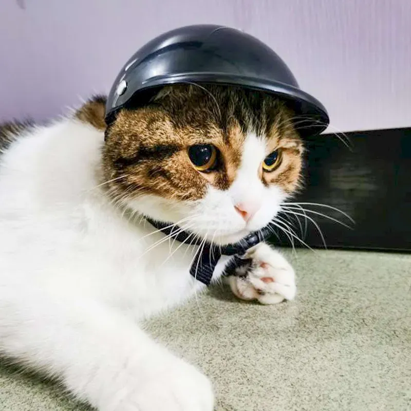 Hài hước không giới hạn với meme quần dành cho mọi chủ đề.