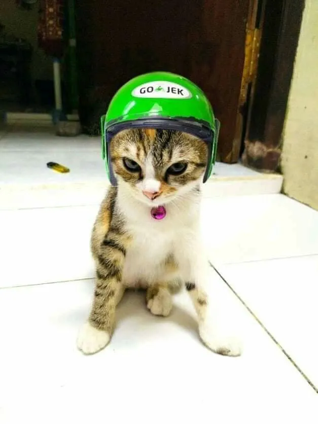 Meme cái quần lầy lội là nguồn cảm hứng cho mọi phút giây thư giãn