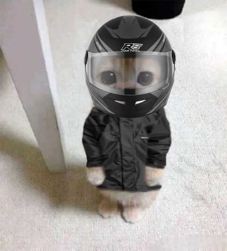 Chó đội nón meme siêu đáng yêu sẽ làm tan chảy trái tim bạn
