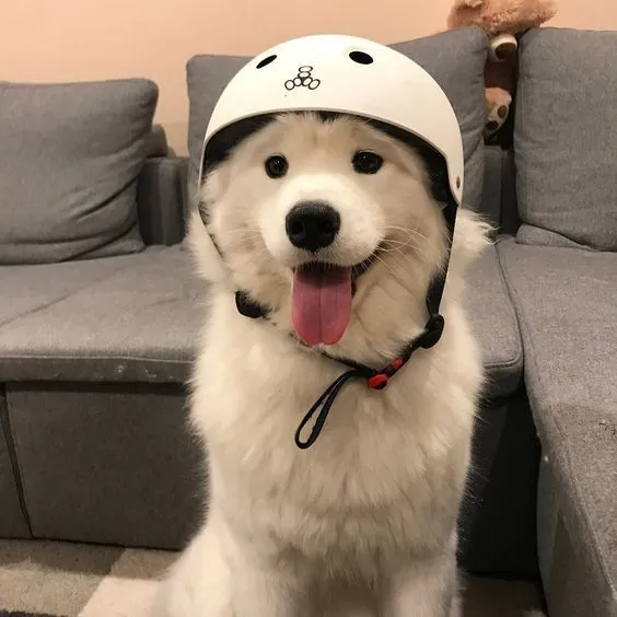 Meme đội nón bảo hiểm vừa lầy lội vừa truyền tải thông điệp an toàn