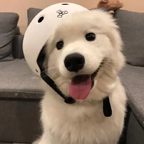 Đội nón bảo hiểm meme mang lại tiếng cười và sự giải trí ngộ nghĩnh