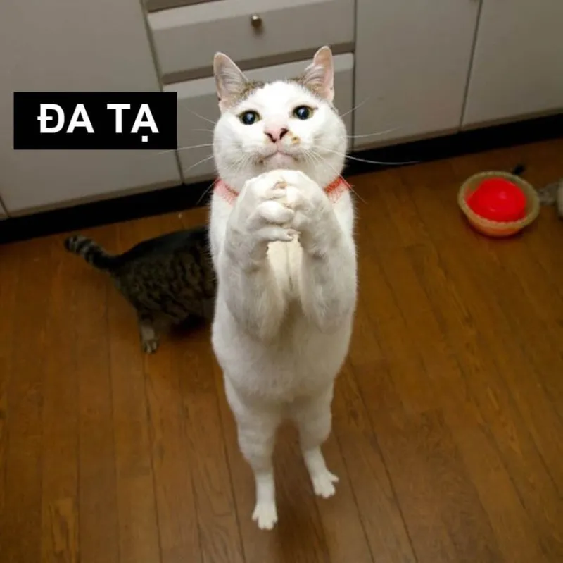 Meme cháy quần là cách ngộ nghĩnh để thêm phần hài hước vào ngày của bạn