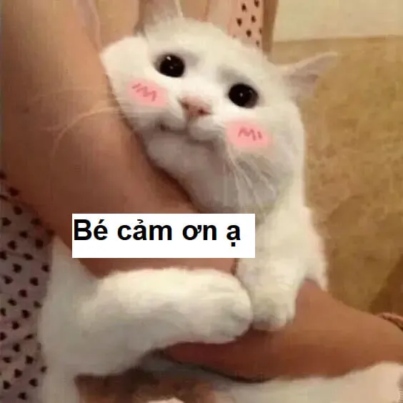Meme quê đội quần là sự kết hợp hoàn hảo giữa ngượng ngùng và hài hước