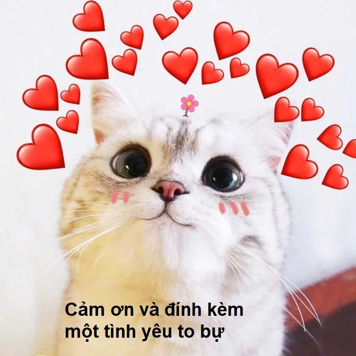 Ảnh đội quần meme mang lại tiếng cười sảng khoái với biểu cảm khó đỡ