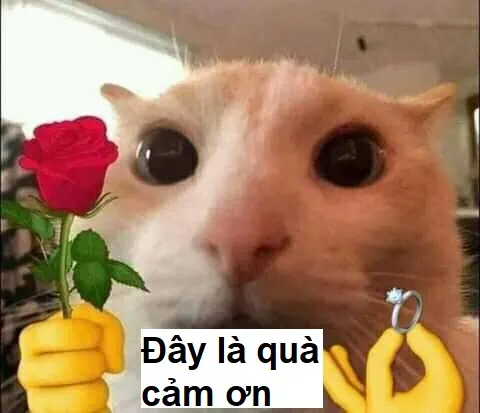 Quần meme là điểm nhấn hài hước trong bất kỳ cuộc trò chuyện nào