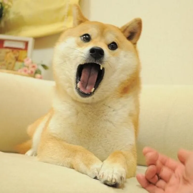 Cheems meme mang đến những khoảnh khắc ngộ nghĩnh và đáng yêu.