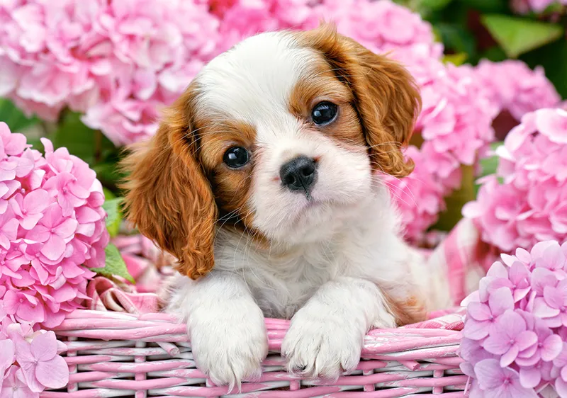 Dog face meme là những biểu cảm dễ thương của chó khiến bạn phải mỉm cười.