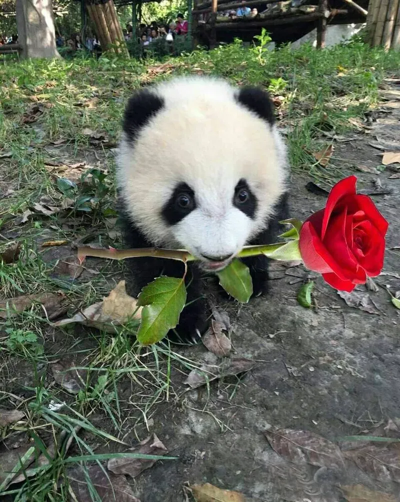 Biểu cảm 
