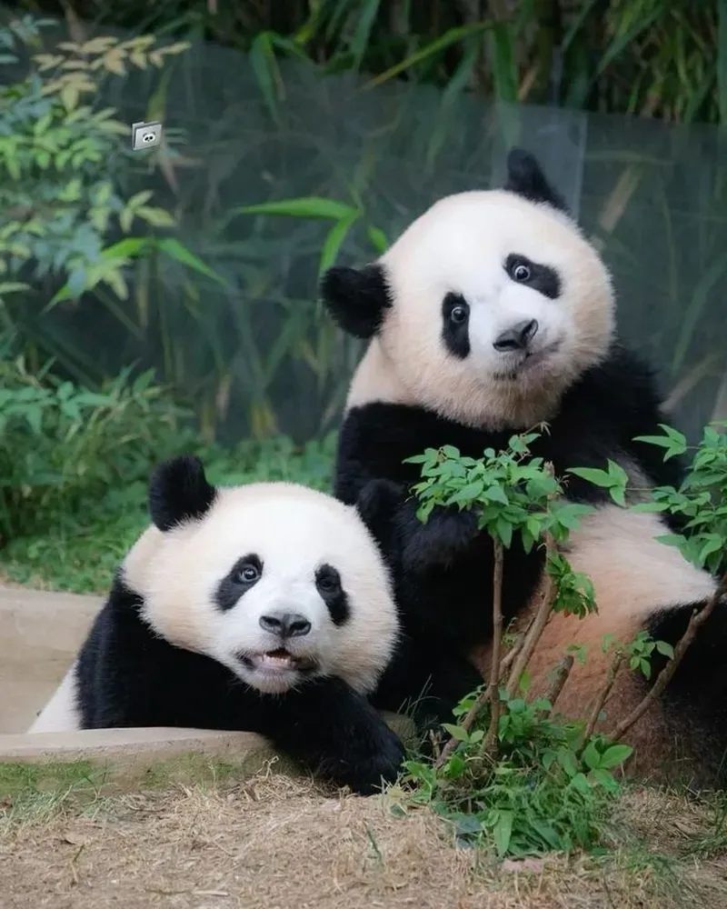 Sự hài hước ẩn trong meme gấu trúc mắt thâm là điều không thể bỏ lỡ.